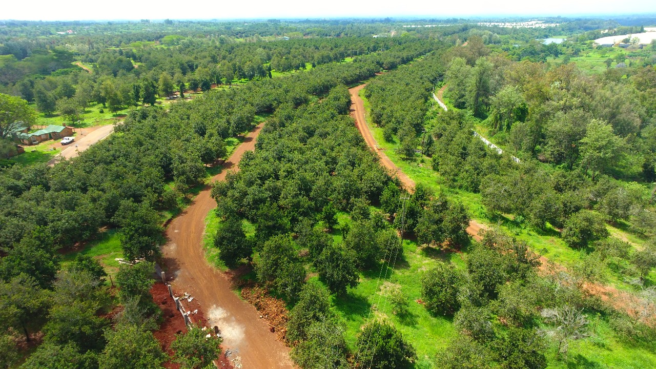 Leafy landscape with mature trees and open green spaces