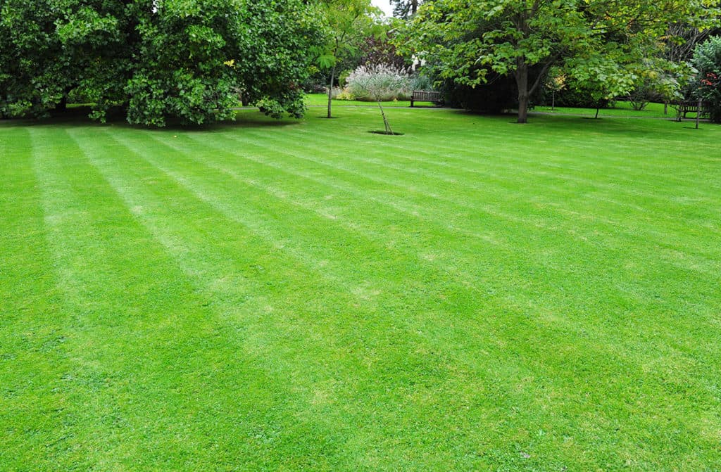 Open lawn bordered by mature trees